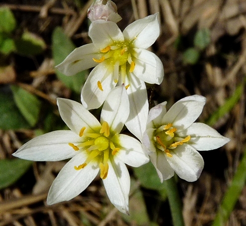 {Nothoscordum bivalve}